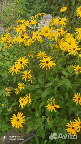 Ромашка оранжевая