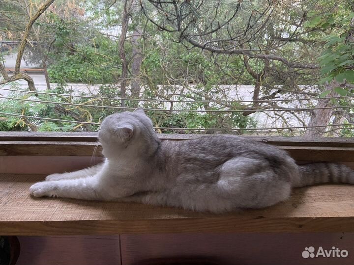 Шотландский кот на вязку