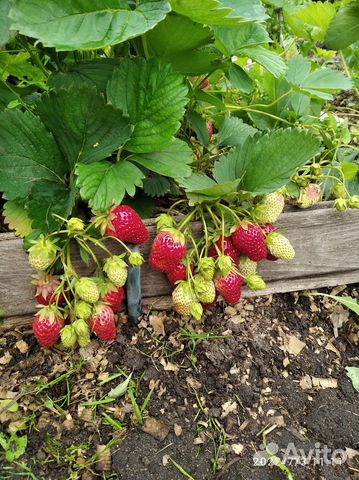 Рассада клубники Солнечная полянка
