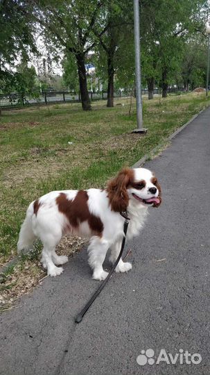 Кавалер кинг чарльз спаниель вязка