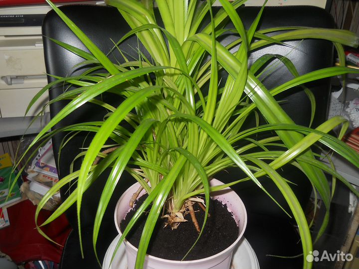 Комнатные цветы