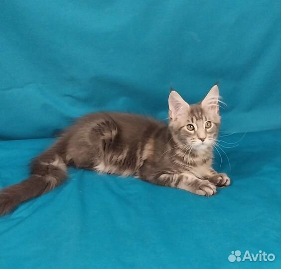 Котята мейн-кун