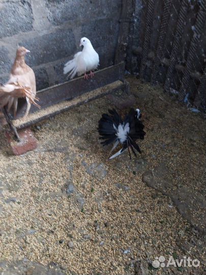 Голуби павлины