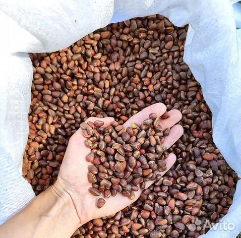 Кедровый орех крупный. Кедровый орех 50 гр. Кедровый орех без скорлупы. Крупный кедровый орех. Крупный кедровый орех.