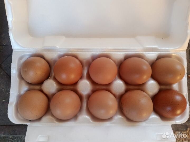 Домашние куриные яйца