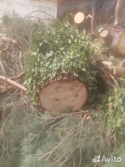 Спил деревьев