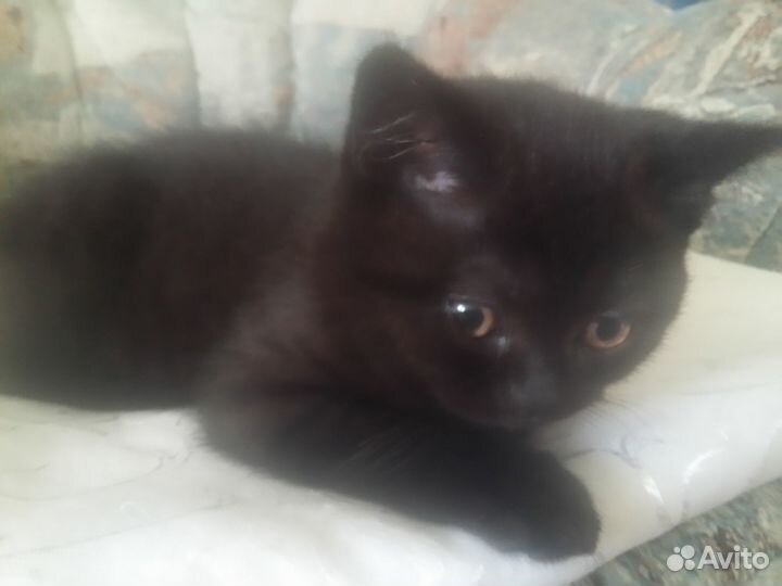 Британские котята короткошерстные