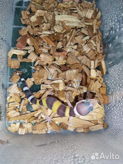 Ящерица эублефары