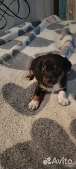 Отдам щенков