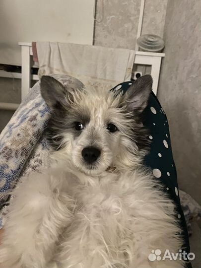 Девочка пушистик