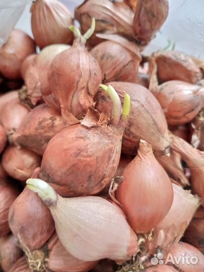 Лук шалот семейный бронь до ВТОРНИКА