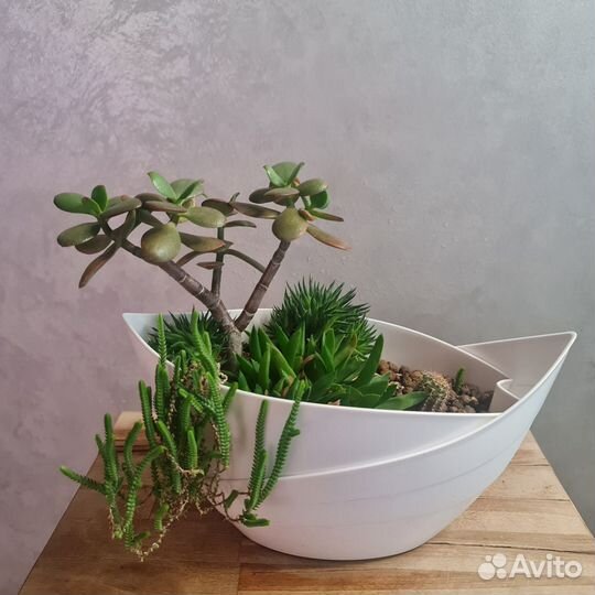 Композиция из суккулентов