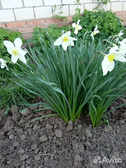 Многолетние цветы