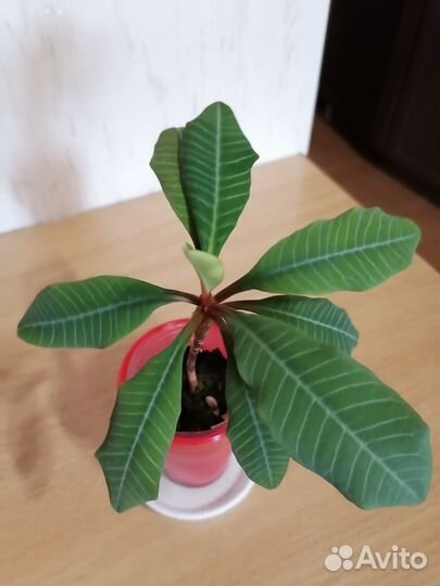 Эписции разные: Голубой Нил, Альсобия,Молочай