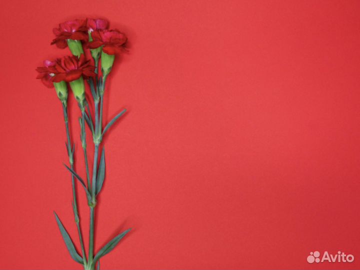 Красные гвоздики. Доставка