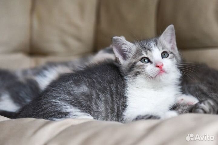 Котёнок бело-голубой мальчик 1,5 месяца