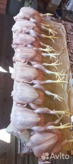 Мясо домашней курицы