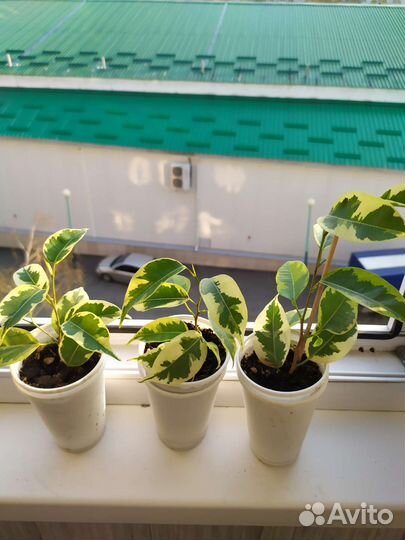 Замиокулькас фикус сансевьерия толстянка