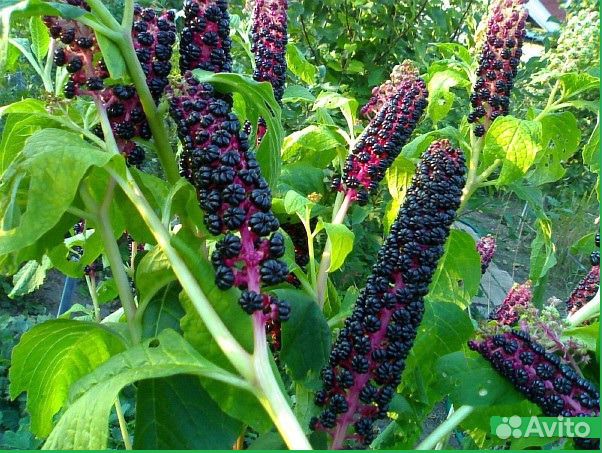 Лаконос фитолака