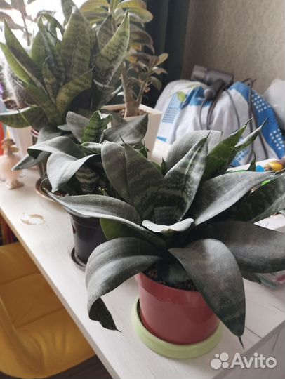 Сансиеверия