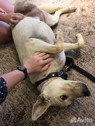 Ветеринарный врач на дом, ветеринар, Стрижка кошки