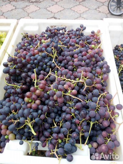 Черенки винограда столовых сортов