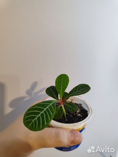 Комнатные цветы, Эуфорбия (Молочай беложильчатый)
