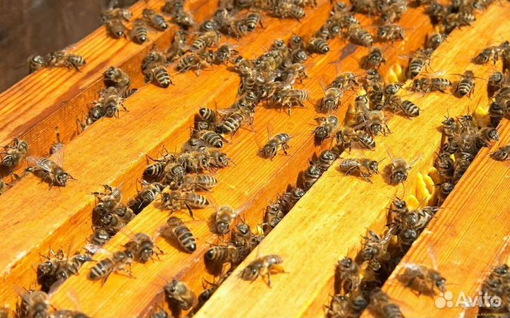 Пчелосемьи на 12 рамок
