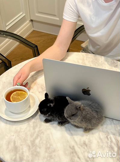 Мини карликовый кролик