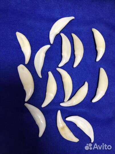 Зуб волка, клык волка