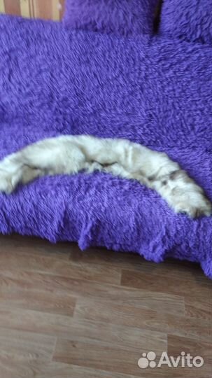 Меховой воротник песец белый