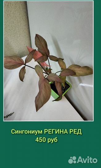 Комнатные цветы