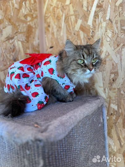 Бывшие хозяева бросили кошечку отдам в добрые руки