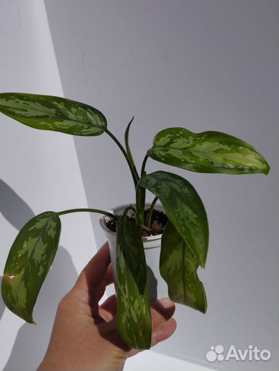 Куркума, кактусы, суккуленты,филодендрон,аглаонема