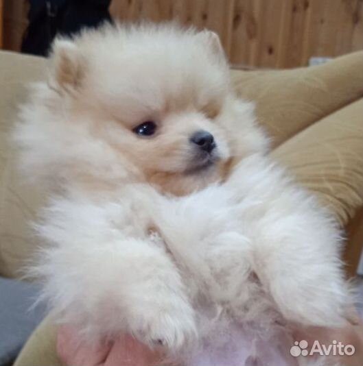 Щенки шпица