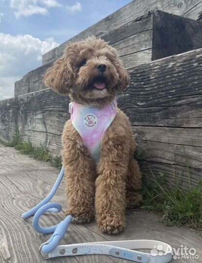 Зоогостиница.Передержка животных.Догситтер