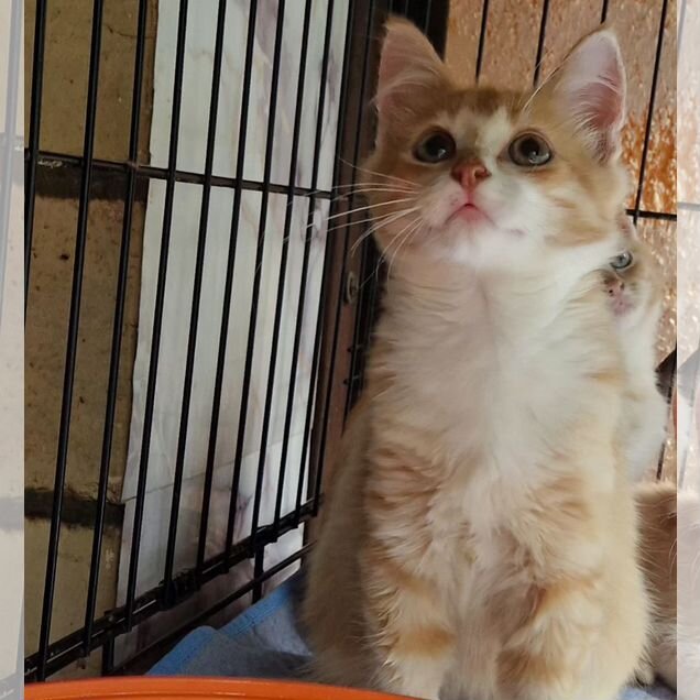 Котёнок в добрые руки