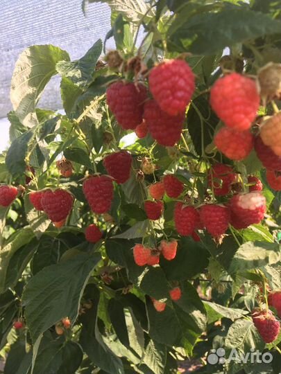 Малина энросадира