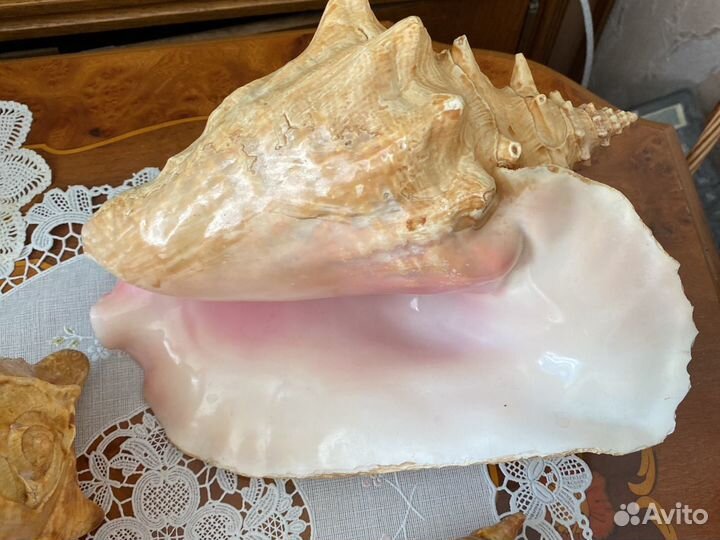 Морские ракушки раковины