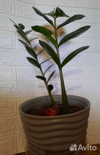 Замиокулькас