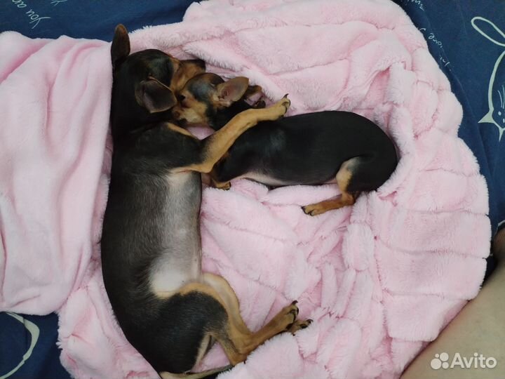 Мини той-терьер