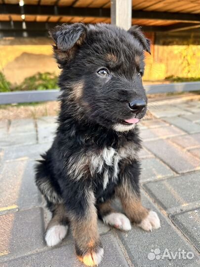 Булочки овчарки ищут новый дом