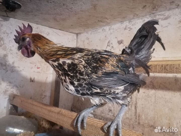 Петухи Лакеданзи