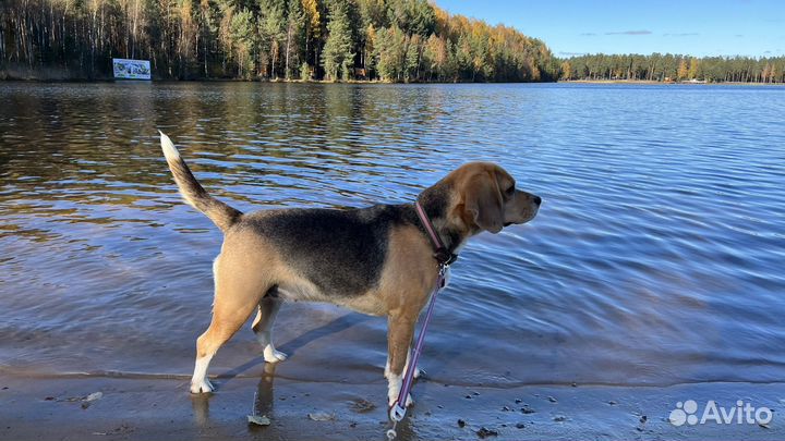 Собака Бигль в добрые руки