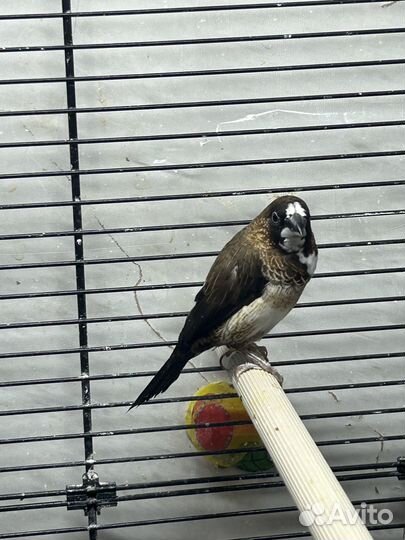 Японские и зебровый амадины