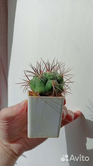 Кактусы и адениум