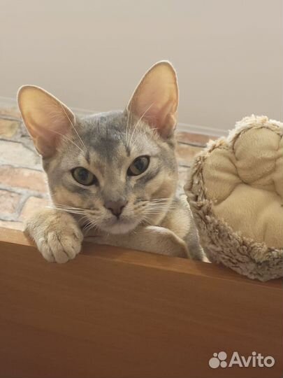 Аббисинский кот (вязка)