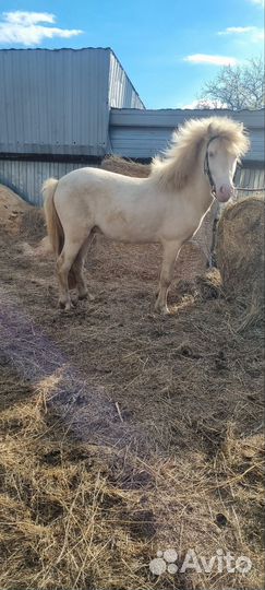 Пони,жеребец