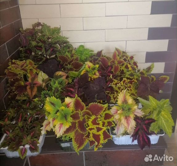 Колеусы вегетативные селекционные