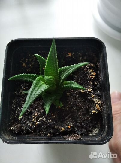 Хавортия Суккулент